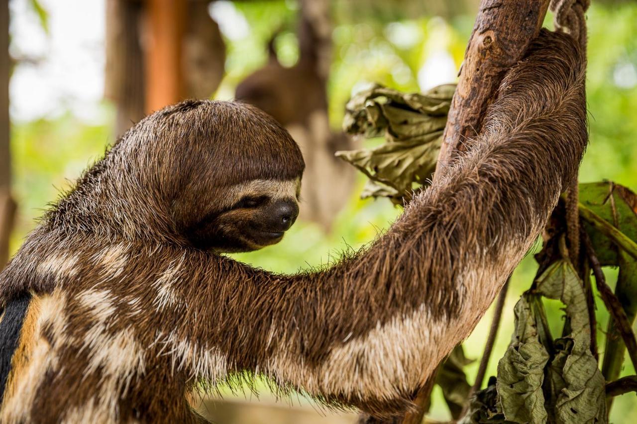Irapay Amazon Lodge - Asociado Casa Andina Ікітос Екстер'єр фото