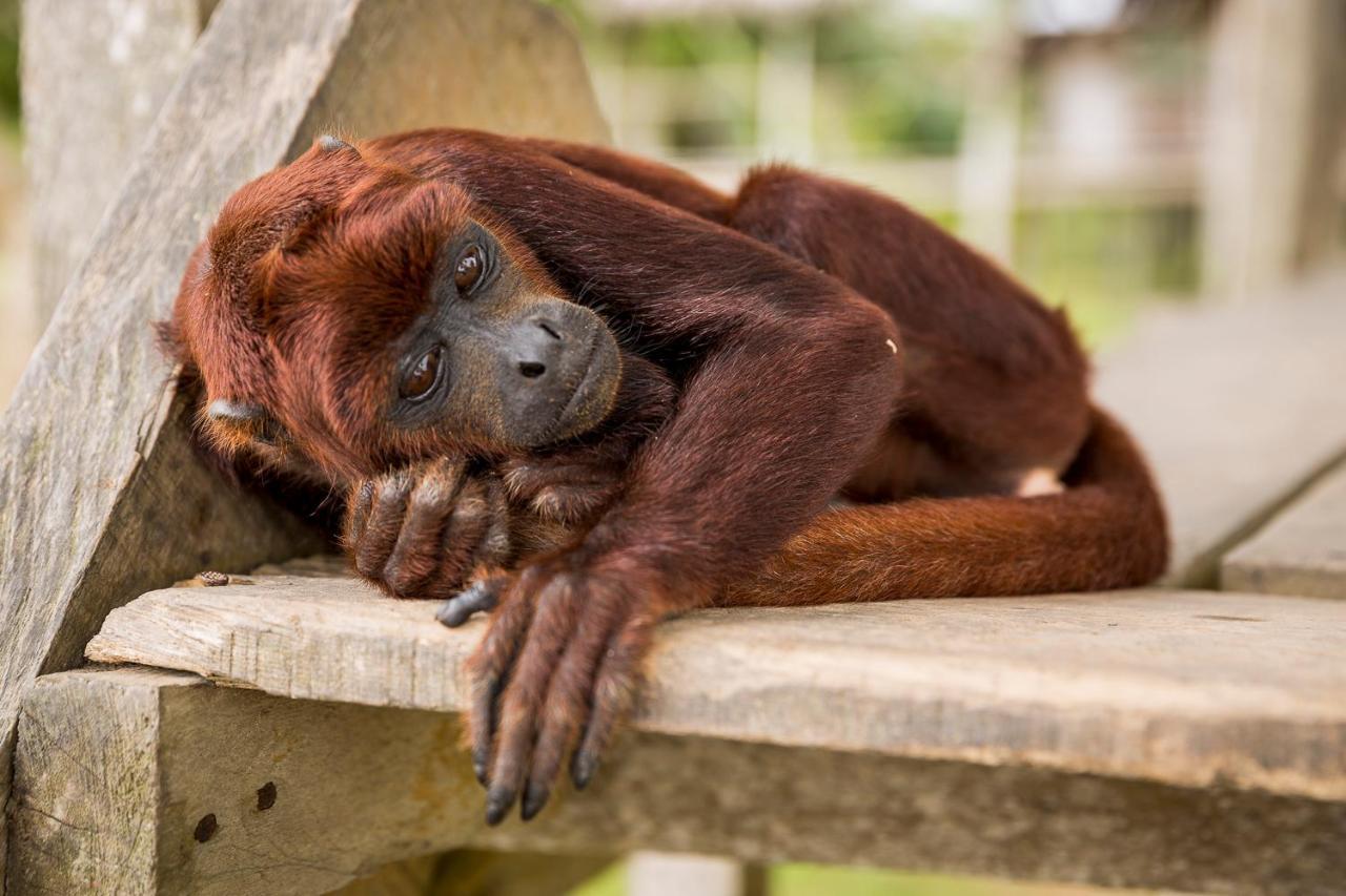 Irapay Amazon Lodge - Asociado Casa Andina Ікітос Екстер'єр фото