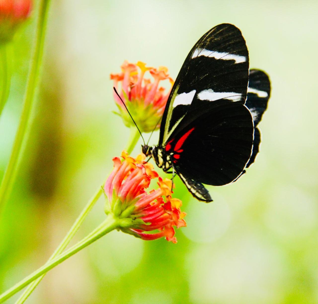 Irapay Amazon Lodge - Asociado Casa Andina Ікітос Екстер'єр фото